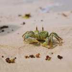 Zanzibar_svetskiputnik (1)
