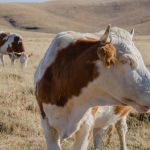 Zlatibor_krave