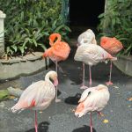 Flamingosi