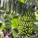 Madeira banane