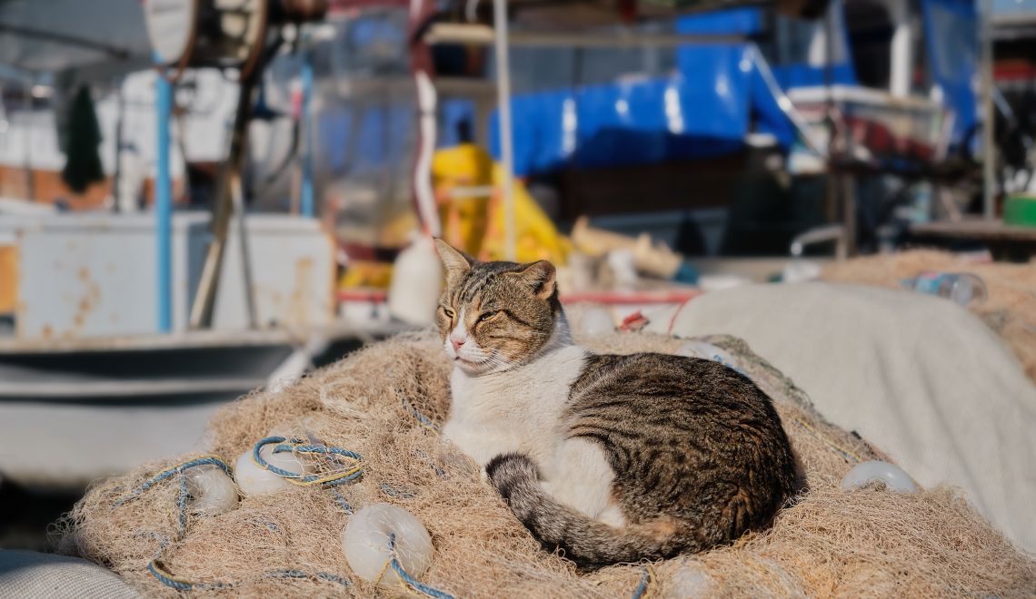 Homeless cat sleeps in fishing nets against the background of the marina, selective focus.