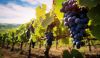A vineyard background. Grape cultivation. Agricultural landscape