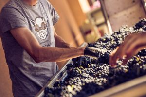 Tempranillo