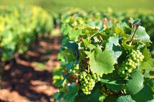 Rioja Spanija 