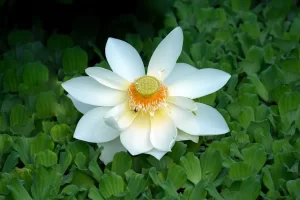 white lotus