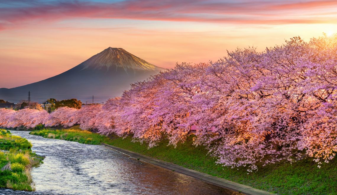 Cherry blossoms and Fuji mountain in spring at sunrise, Shizuoka