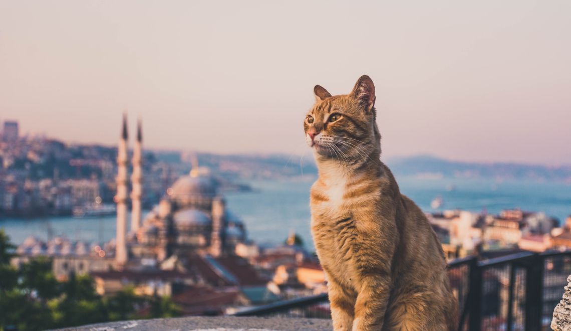 Yellow,Cats,Of,Istanbul,From,The,Top,Of,The,Grand